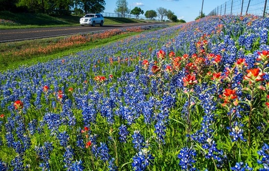 Texas Highways Blossom with Native Wildflowers as TxDOT Cultivates Roadside Beauty for Eclipse Watchers