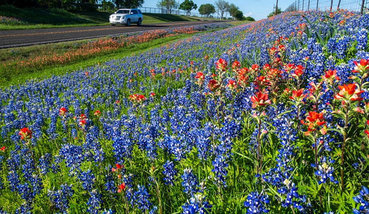 Texas Highways Blossom with Native Wildflowers as TxDOT Cultivates Roadside Beauty for Eclipse Watchers