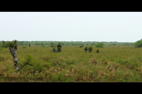 Texas on Track to Unveil New State Park Near Laguna Atascosa With Land Swap Deal