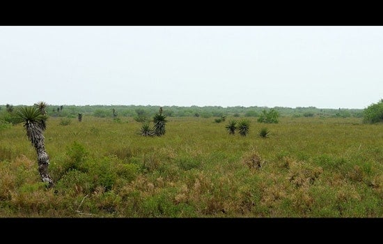 Texas on Track to Unveil New State Park Near Laguna Atascosa With Land Swap Deal