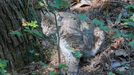 Texas Photographer Captures Striking Moment of Bobcat Ambushing Blue Heron Near Houston
