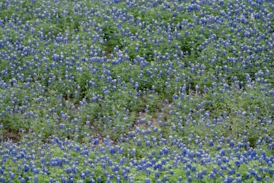 Texas Set for Spectacular Superbloom, Bluebonnets Expected to Blanket State Early