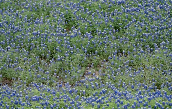 Texas Set for Spectacular Superbloom, Bluebonnets Expected to Blanket State Early