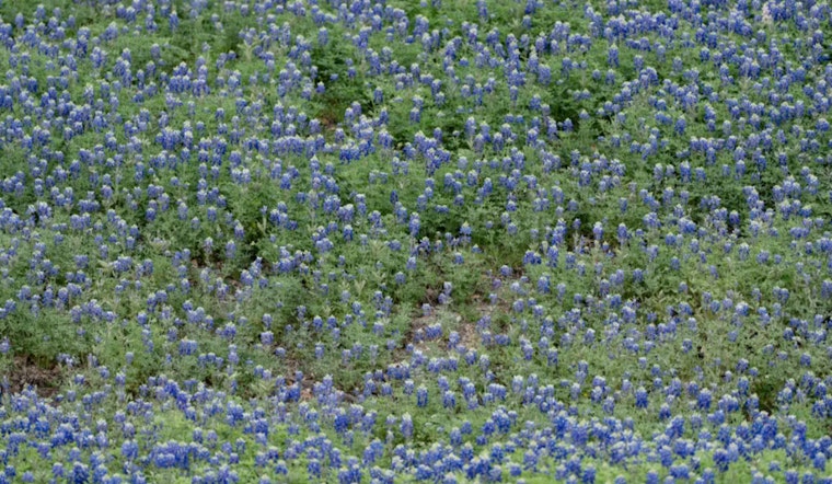 Texas Set for Spectacular Superbloom, Bluebonnets Expected to Blanket State Early
