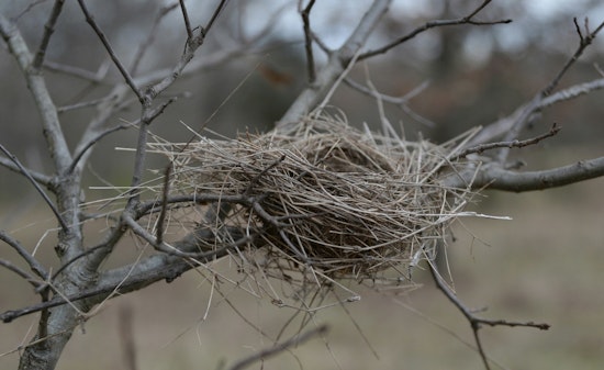 TPWD Urges Visitors to Protect Bird Nesting Grounds Along Texas Coast During Summer Season