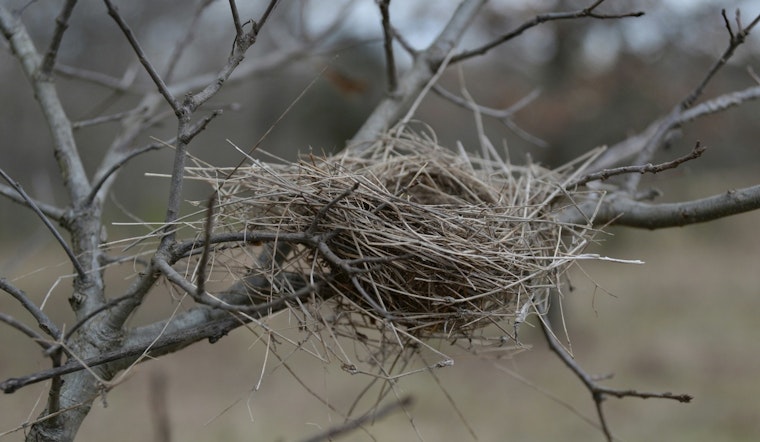 TPWD Urges Visitors to Protect Bird Nesting Grounds Along Texas Coast During Summer Season
