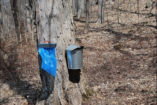 Travel Back in Time with Hands-On Maple Sugaring at Cleary Lake Regional Park