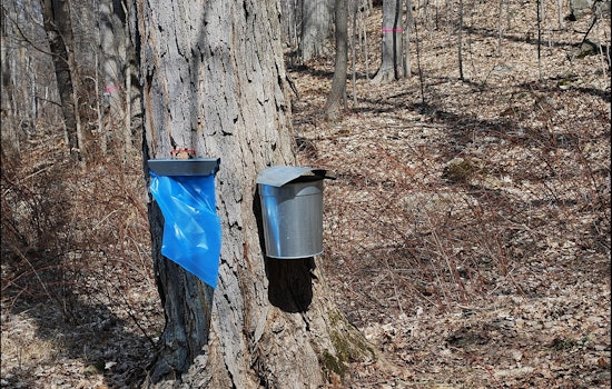 Travel Back in Time with Hands-On Maple Sugaring at Cleary Lake Regional Park