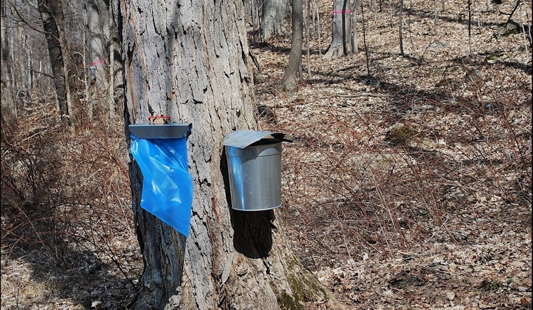 Travel Back in Time with Hands-On Maple Sugaring at Cleary Lake Regional Park
