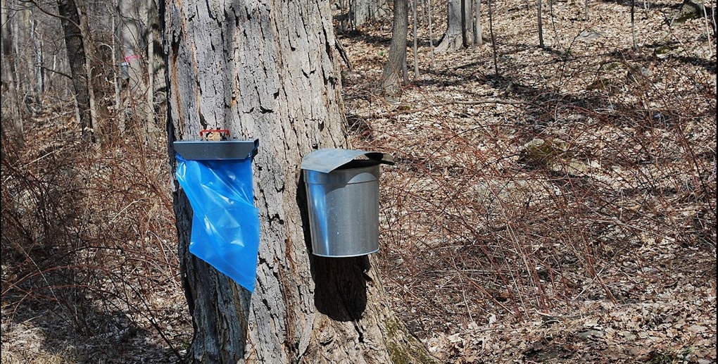 Travel Back in Time with Hands-On Maple Sugaring at Cleary Lake Regional Park