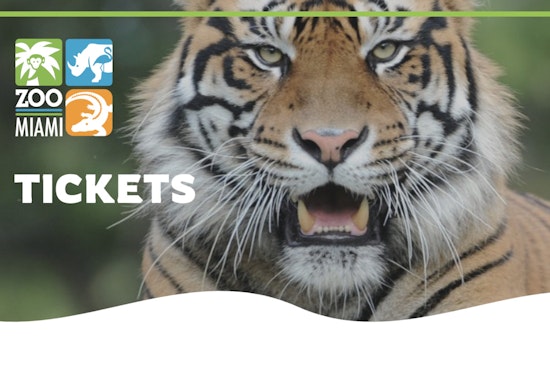 Under the Starry Sky, Sumatran Tiger Cub Lani Charms Nighttime Fundraiser at Zoo Miami