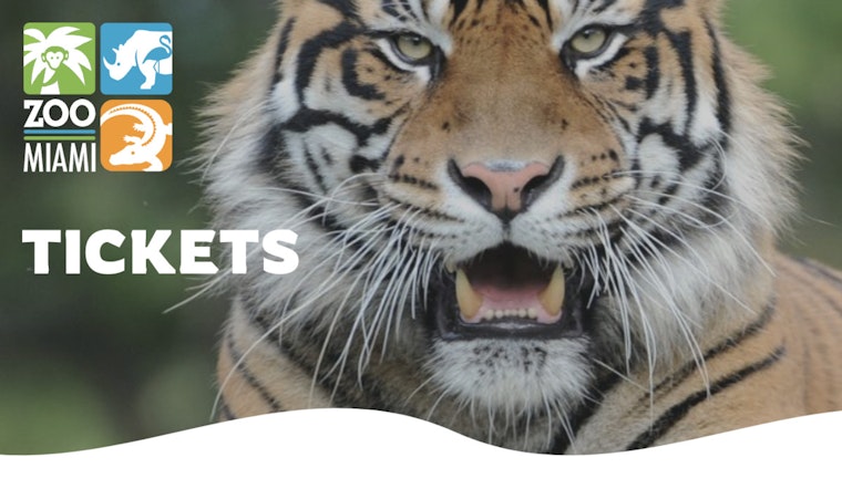 Under the Starry Sky, Sumatran Tiger Cub Lani Charms Nighttime Fundraiser at Zoo Miami