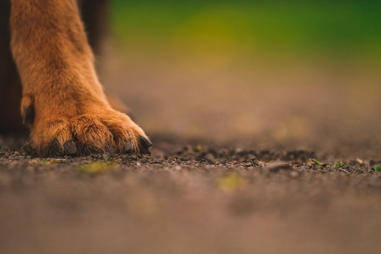University of Memphis Student Robbed of French Bulldog in Daytime Campus Incident