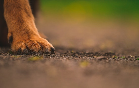 University of Memphis Student Robbed of French Bulldog in Daytime Campus Incident