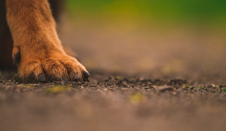 University of Memphis Student Robbed of French Bulldog in Daytime Campus Incident