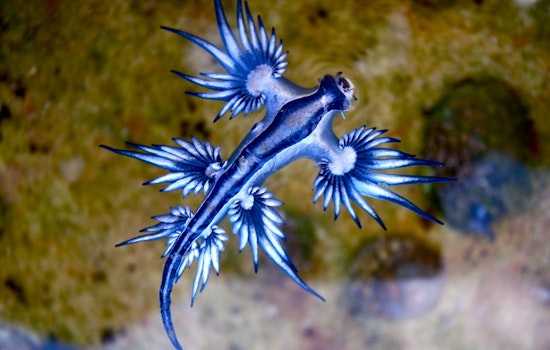 Venomous 'Blue Dragon' Sea Slugs Swarm Texas Shores, Galveston County Issues Beach Warning