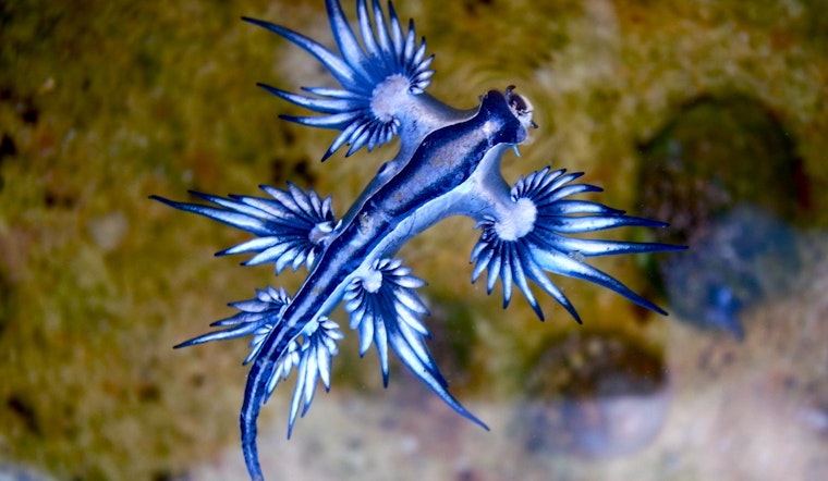Venomous 'Blue Dragon' Sea Slugs Swarm Texas Shores, Galveston County Issues Beach Warning