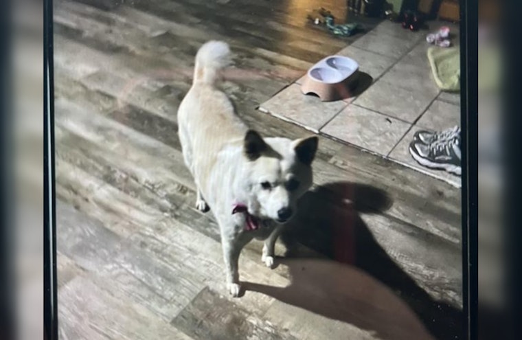 Wabasha Residents Rally to Find Missing Dog After Wind-Opened Door Escape