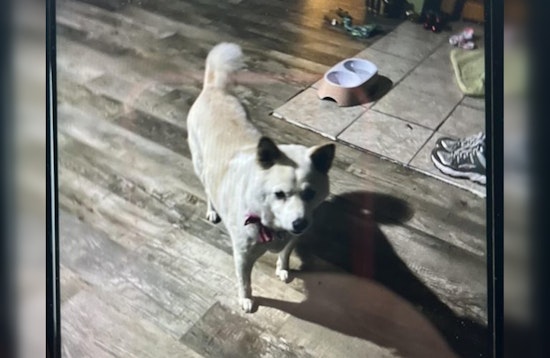 Wabasha Residents Rally to Find Missing Dog After Wind-Opened Door Escape