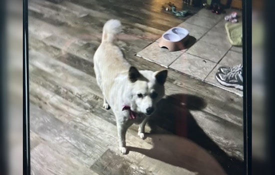 Wabasha Residents Rally to Find Missing Dog After Wind-Opened Door Escape