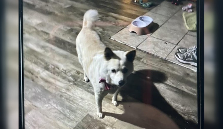 Wabasha Residents Rally to Find Missing Dog After Wind-Opened Door Escape