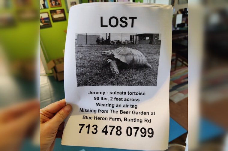 Waller's Runaway Tortoise Jeremy Enchants Fans with Romantic Escapade Before Returning Home