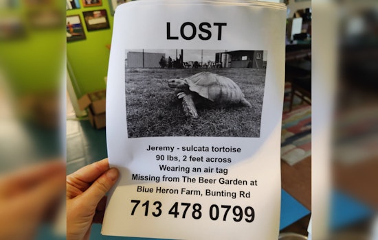 Waller's Runaway Tortoise Jeremy Enchants Fans with Romantic Escapade Before Returning Home