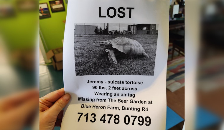Waller's Runaway Tortoise Jeremy Enchants Fans with Romantic Escapade Before Returning Home