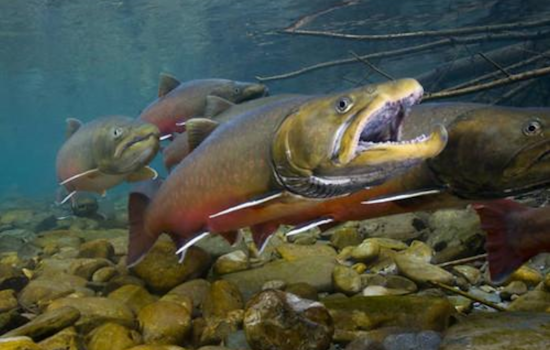 Washington Agencies and Kalispel Tribe Launch Restoration Effort in Sullivan Lake