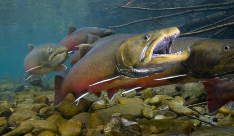 Washington Agencies and Kalispel Tribe Launch Restoration Effort in Sullivan Lake
