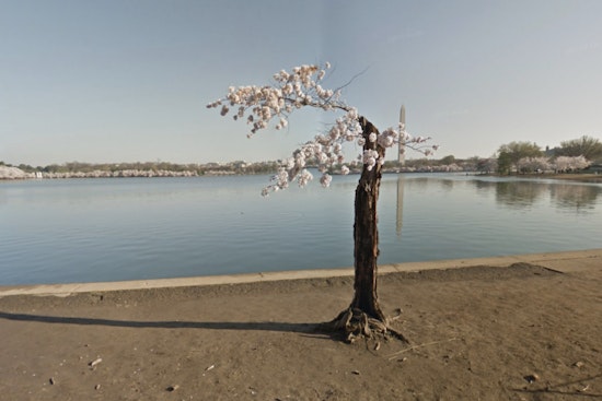 Washington D.C. Bids Adieu to Stumpy, Beloved Cherry Tree Ahead of Tidal Basin Repair