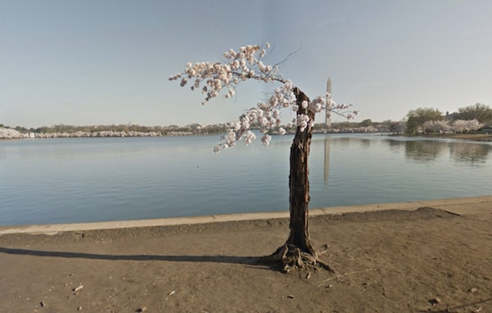 Washington D.C. Bids Adieu to Stumpy, Beloved Cherry Tree Ahead of Tidal Basin Repair