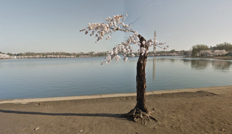 Washington D.C. Bids Adieu to Stumpy, Beloved Cherry Tree Ahead of Tidal Basin Repair