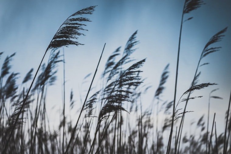 Washington D.C. Faces a Week of Windy Weather and Temperature Fluctuations, Rain Possible by Weekend
