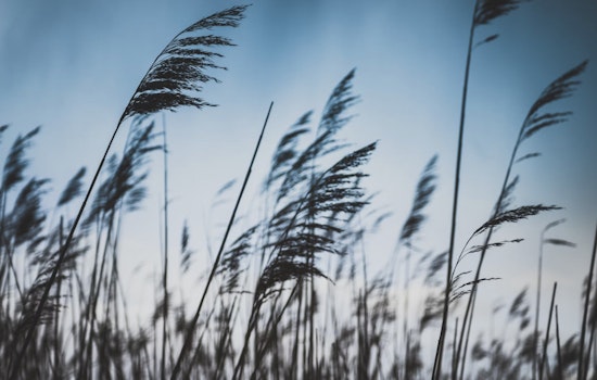 Washington D.C. Faces a Week of Windy Weather and Temperature Fluctuations, Rain Possible by Weekend