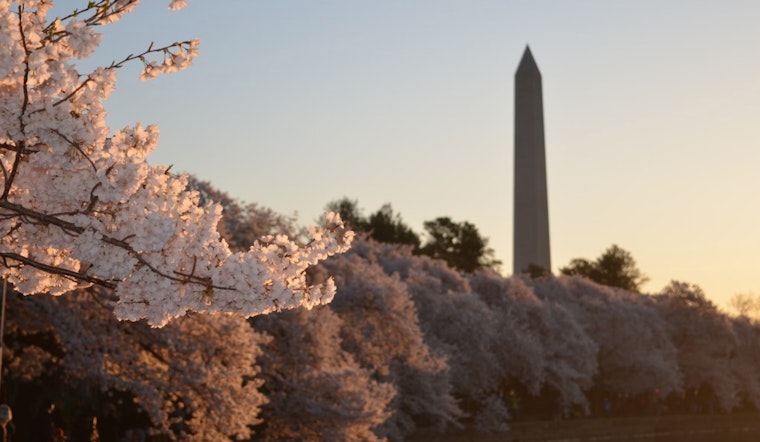 Washington D.C. Greeted by Fair Spring Weather with Sunny Days Ahead, Says NWS
