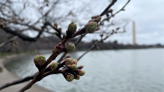 Washington D.C.'s Cherished Cherry Blossoms Nearing Peak Bloom Amid Climate Concerns