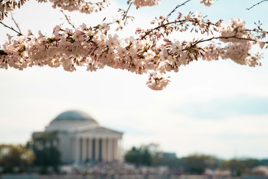 Washington D.C.'s Cherry Blossoms Delight Early Birds at Tidal Basin Amid Climate Change Concerns