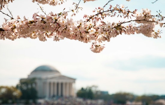 Washington D.C.'s Cherry Blossoms Delight Early Birds at Tidal Basin Amid Climate Change Concerns