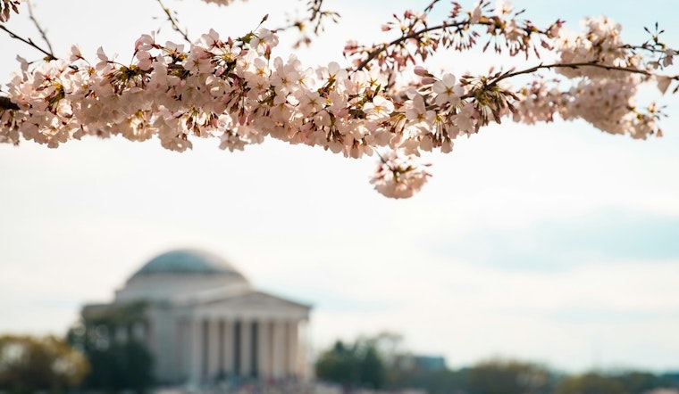 Washington D.C.'s Cherry Blossoms Delight Early Birds at Tidal Basin Amid Climate Change Concerns