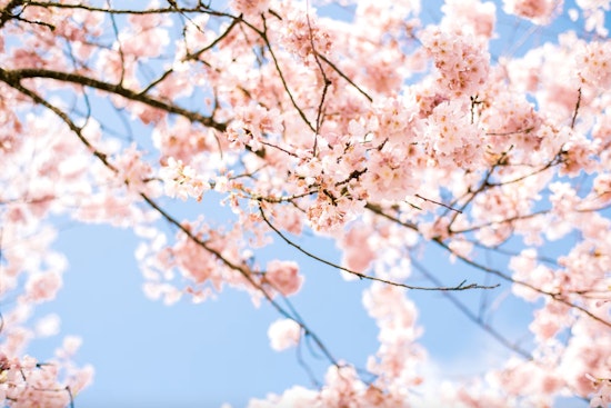 Washington, D.C.'s Cherry Blossoms Hit Earliest Peak in Decades, a Climate Change Warning Sign