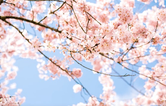 Washington, D.C.'s Cherry Blossoms Hit Earliest Peak in Decades, a Climate Change Warning Sign