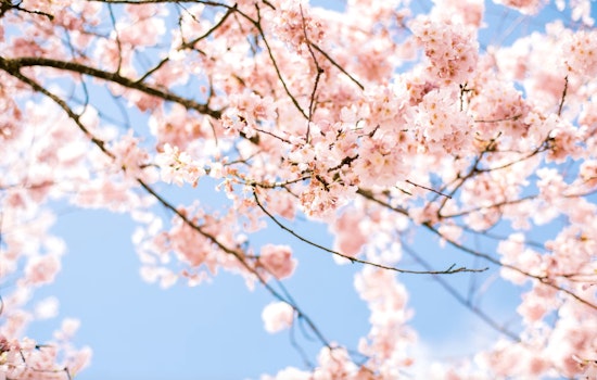 Washington, D.C.'s Cherry Blossoms Hit Earliest Peak in Decades, a Climate Change Warning Sign