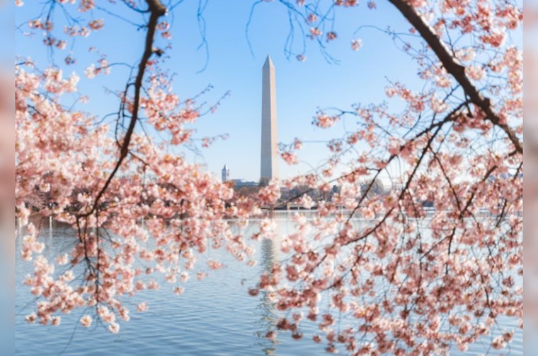 Washington DC's Cherry Blossoms Swiftly Progress to Stage Three, On