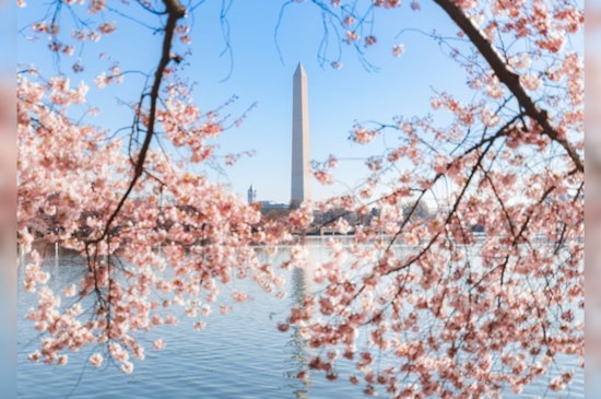 Washington DC's Cherry Blossoms Swiftly Progress to Stage Three, On Track for Early Peak Season