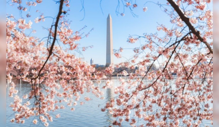 Washington DC's Cherry Blossoms Swiftly Progress to Stage Three, On Track for Early Peak Season