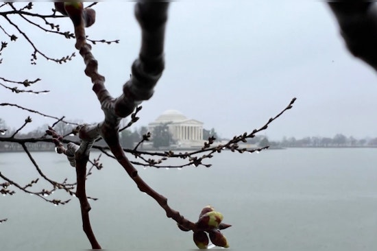 Washington D.C.'s Cherry Trees Signal Spring is Near, First Bloom Stage Arouses Tourist Expectation