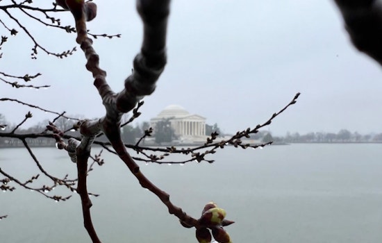 Washington D.C.'s Cherry Trees Signal Spring is Near, First Bloom Stage Arouses Tourist Expectation
