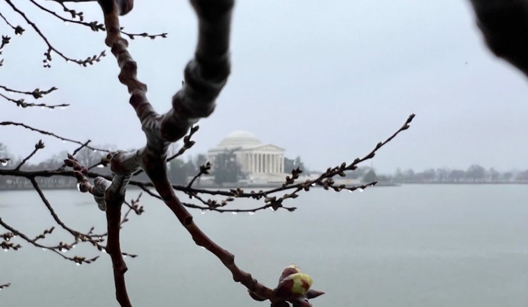 Washington D.C.'s Cherry Trees Signal Spring is Near, First Bloom Stage Arouses Tourist Expectation