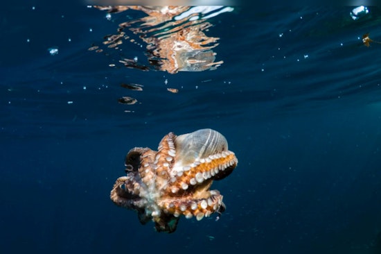 Washington Senate Votes to Potentially End Octopus Farming, Inslee's Decision Pending
